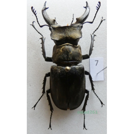 Lucanus sericeus teshii Nagai, 2003 Thailand 51mm7